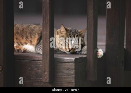 happy cat playing on a sun deck Stock Photo