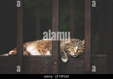 happy cat playing on a sun deck Stock Photo