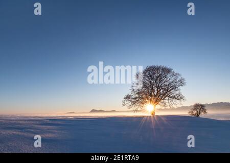 On a cold winter morning the sun rises behind a tree and you can see the mount Rigi on the horizon. Stock Photo