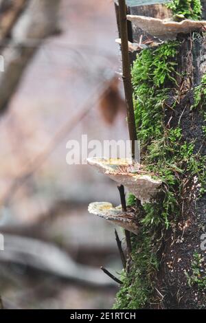 tree mushrooms grow on a tree stump overgrown with moss Stock Photo