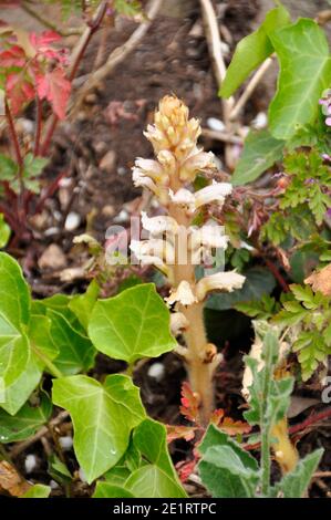 Ivy Broomrape 'Orobanche hederae', parasite on Ivy plants only, South and West of England,commonest near coast, Somerset.UK Stock Photo