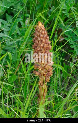 Knapweed broomrape 'Orobanche elatior',parasitic on the Greater Knapweed, chalk downland,Wiltshire.UK Stock Photo