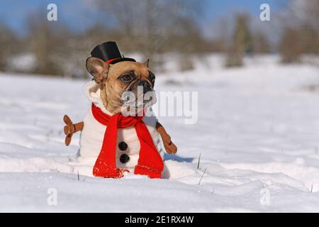 Funny French Bulldog dog dressed up as snowman with full body suit costume with red scarf, fake stick arms and top hat in winter snow landscape Stock Photo