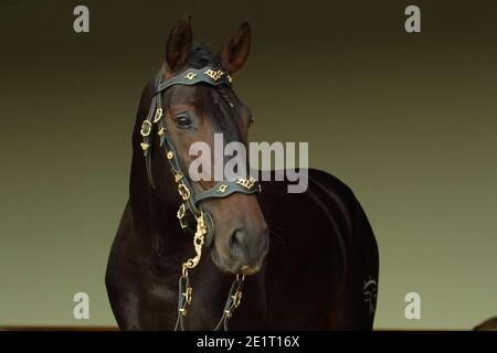 Andalusian bay horse portrait with a bridle of national colors Stock Photo