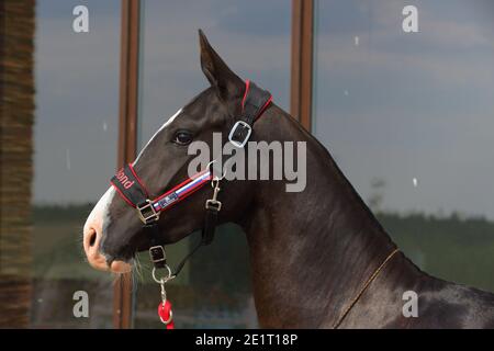 Akhal-Teke horse portrait.  Stallion with traditional tack, seen against a dark background Stock Photo