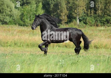 Black Friesian horse runs gallop in freedom Stock Photo