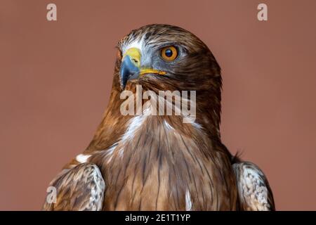 A booted eagle (Hieraaetus pennatus, also classified as Aquila pennata, very close up of orange eyes, feathers and beak. Stock Photo