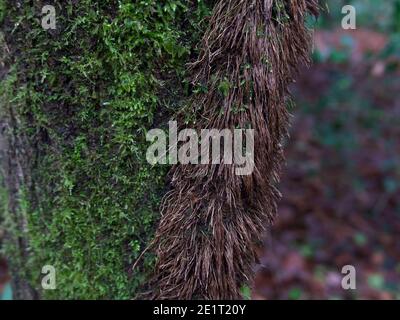 Mossy tree trunk in woods with thick ivy stem attached to bark Stock Photo