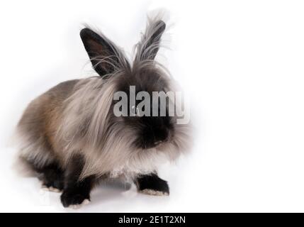 Cute liuttle dwarf Lionhead rabbit on white Stock Photo