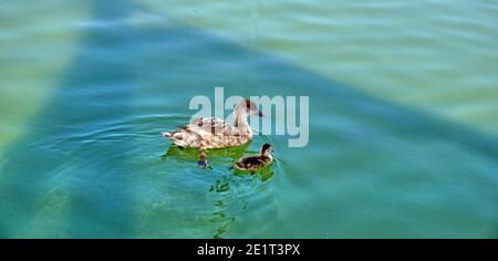 Mother and baby duck swimming togheter in a pond Stock Photo