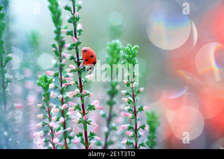 A ladybug walks on heather flowers and looks for food and accommodation to spend the night Stock Photo