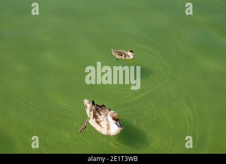 Mother and baby duck swimming togheter in a pond Stock Photo