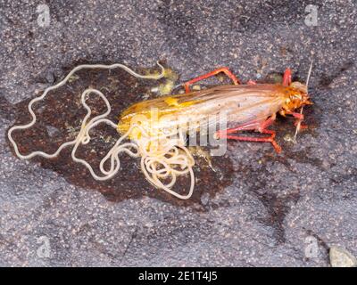 Parasitic nematode infecting a bush cricket squashedc by a car on the road in the Ecuadorian Amazon Stock Photo