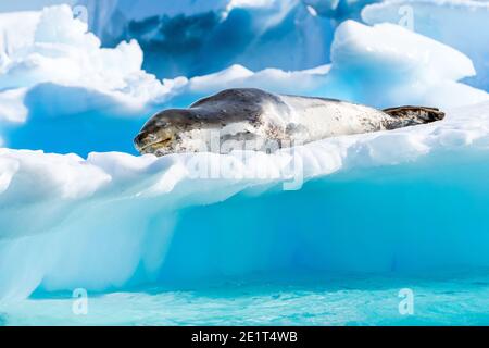 Leopard Seal Sleeping on glowing iceberg Stock Photo