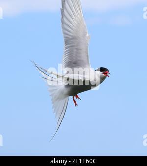 Arctic Tern in flight on The Farne Islands, off England's Northumberland coast Stock Photo