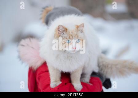 A white fluffy cat sits on the arm of a girl in a winter red jacket outside in winter. The concept of winter fun Stock Photo