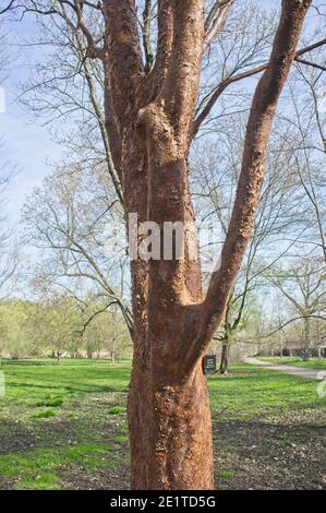 Paperbark maple (acer griseum) in spring Stock Photo