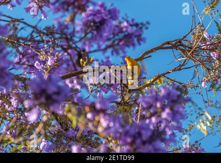 Yellow warbler (Setophaga petechia) in blooming jacaranda tree (Jacaranda mimosifolia). Stock Photo