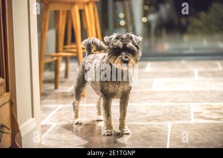 Miniature store schnauzer pyjamas