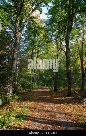 Trees and fallen leaves on a footpath in the forest at the Aulanko nature reserve in Hämeenlinna, Finland, on a sunny day at autumn. Stock Photo