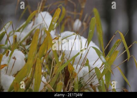 close up of bamboo leaves with snow with a blurred forest in the background Stock Photo