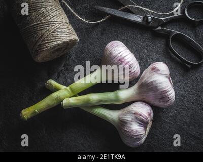 Three fresh bulbs of young garlic, vintage scissors and twine on dark background. Overhead shoot. Dark and moody.  Stock Photo