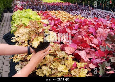 Garden shop. Heucherella, an extremely popular, evergreen garden plant. Heucherella and Tiarella crossword. It occurs in many colors and shapes of lea Stock Photo