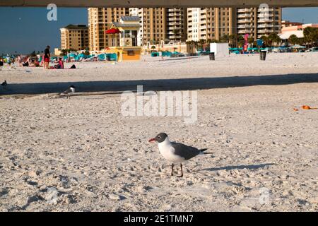 Typical American seagull on the sandy beach view with resorts and hotels on the back, Clearwater Beach Florida, USA Stock Photo