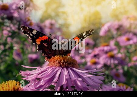 Admiral Butterfly, Vanessa Atalanta, feeding on pink flowers in the Summer Garden. A butterfly sits on a pink chrysanthemum flower. Stock Photo