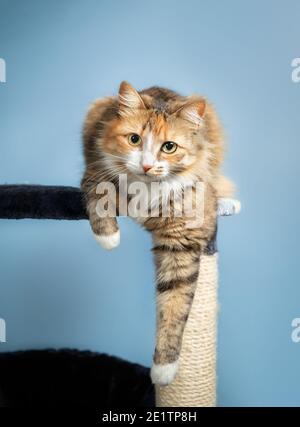 Cat perched on cat tree, front view. The cat is launching comfortable with one paw hanging. Concept for cats love perching or cats feel save high up. Stock Photo