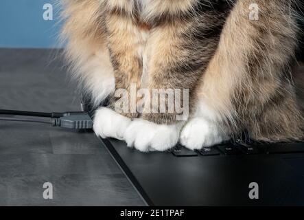 Cat sitting on computer keyboard. Close up of multicolored long haired cat paws on keys. Concept for work from home distractions or pets sending messa Stock Photo