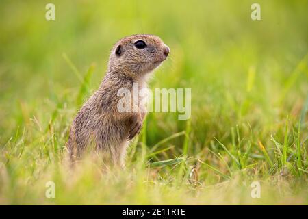 European ground squirrel standing on field in summer. Stock Photo