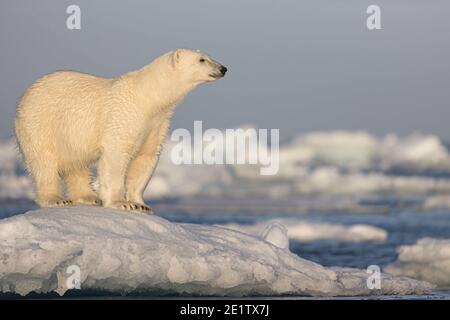 Polar bear stands on an iceberg.  Arctic Ocean north of Spitzbergen Stock Photo