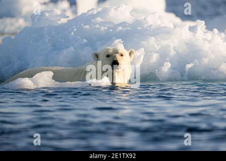 A healthy adult polar bear swims amongst the ice in the arctic ocean north of Spitzbergen Stock Photo