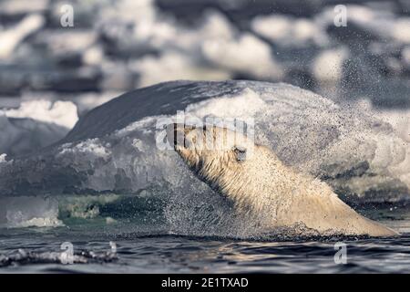 A healthy adult polar bear swims amongst the ice in the arctic ocean north of Spitzbergen