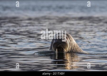 An adult Walrus swims in the water of the arctic ocean.