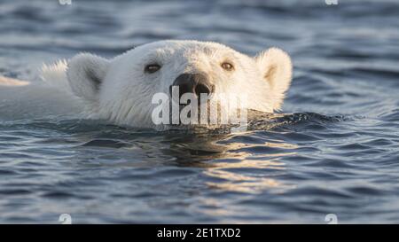 A healthy adult polar bear swims amongst the ice in the arctic ocean north of Spitzbergen Stock Photo