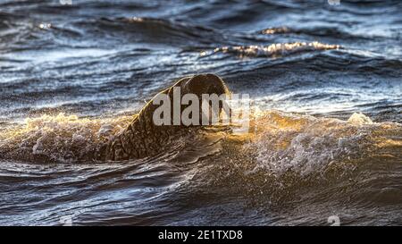 Walrus swim in the water of the arctic ocean.