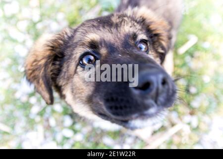 A curious puppy with a black nose looks up and sniffs at the lens, Albania Stock Photo