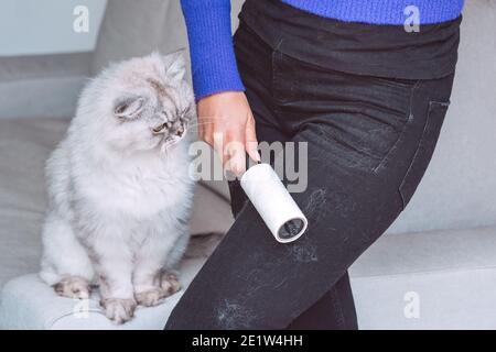 Woman cleaning black clothes with lint roller or sticky roller from grey cats hair. Clothes in pet fur Stock Photo