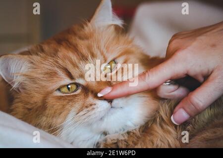 Fluffy ginger cat and a woman playing Stock Photo