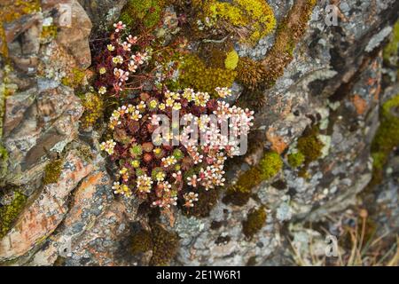 A tiny saxifrage flowers amongst mosses and lichens on a rock face at Torres del Paine National Park, Patagonia, Chile Stock Photo