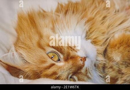 Ginger, fluffy cat relaxing in the bed Stock Photo