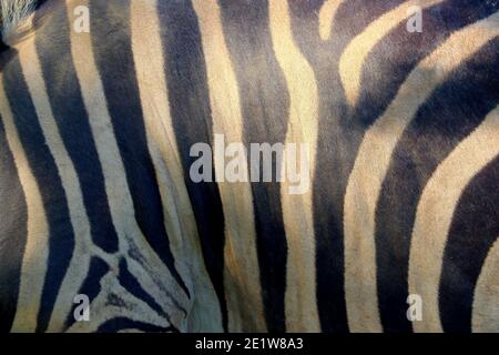 leather skin of zebra as background or textured Stock Photo