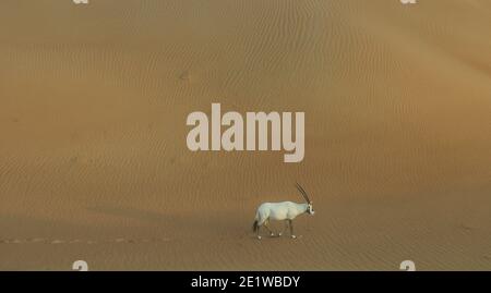 Arabian Oryx roaming early morning in Dubai Desert Stock Photo