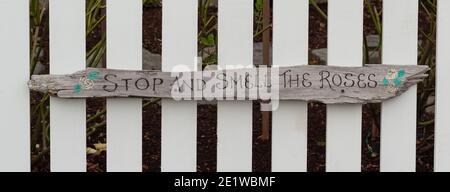 rustic wood sign says (stop and smell roses) in rustic wooden white fence background Stock Photo
