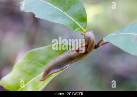 Red-triangle Slug on green leaf Stock Photo