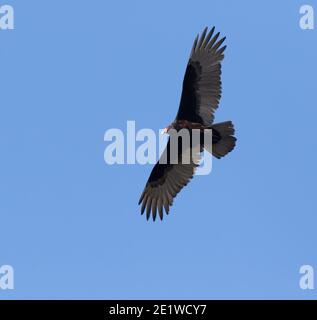 Turkey vulture flying with spread wings in a blue sky, Texas, USA Stock Photo
