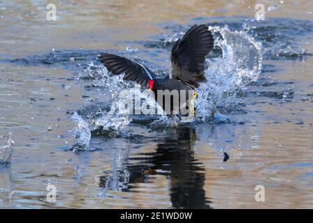 The chase of two moorhens at Brazos Band State Park Stock Photo