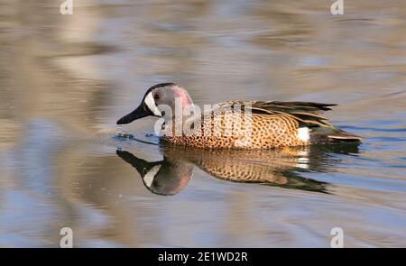 The blue wing teal with reflection in the water at Brazos Band State park Stock Photo